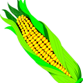 corn-in-husk