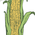 realistic-corn