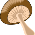wild-mushroom