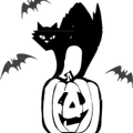 black cat halloween
