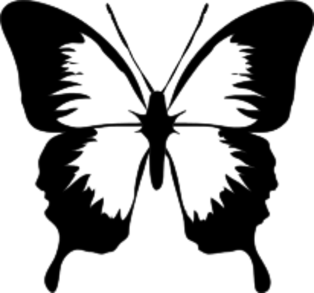black white butterfly