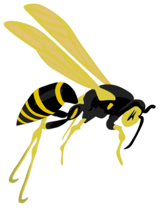 flying wasp