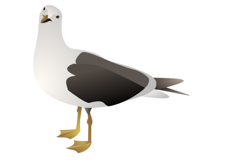 gull
