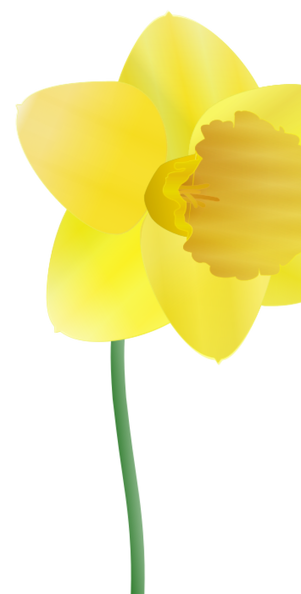 daffodil_susan_park_01.png