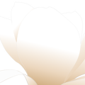 magnolia white patricia  01