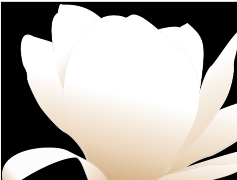 magnolia-white patricia  01