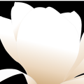 magnolia-white patricia  01
