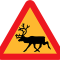 moose-crossing