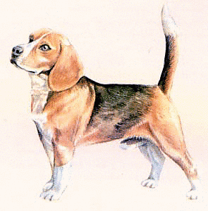 beagle-1.png