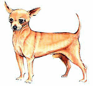 Chihuahua.png