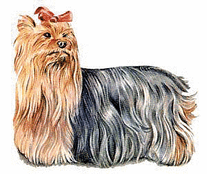 Yorkshire_Terrier.png