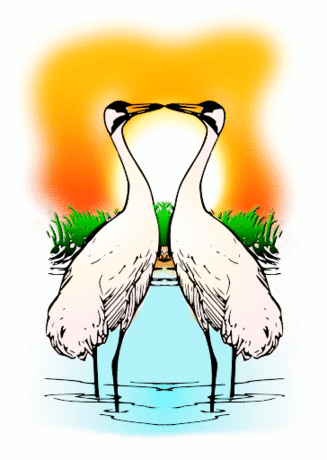 normal_valentine_two_Love_Whooping_Cranes.png