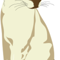 white-cat
