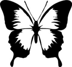 black white butterfly