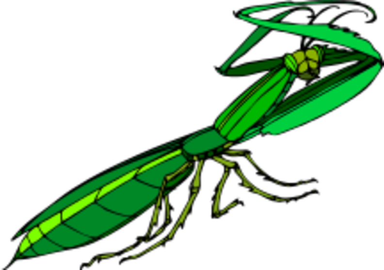 green_mantis.png