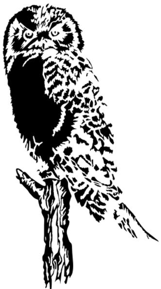 owl_on_branch.png