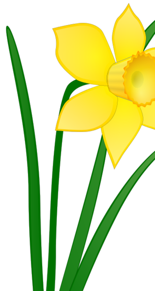 daffodil_jonathan_dietri_01.png