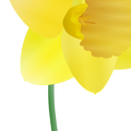 daffodil susan park 01
