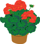 geranium ganson